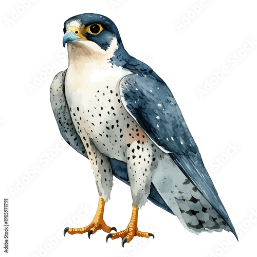 Peregrine Falcon, illustration watercolor with dynamic strokes and balanced color harmony, isolated on a white background.