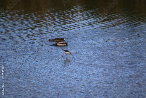 L'heure de la pêche avec une Echasse blanche en train de pécher et deux canard avec la tête dans l'eau à Delta de l'Ebre en Espagne
