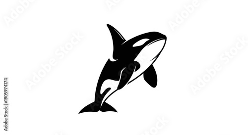 Orca illustration on white background