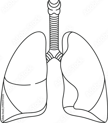 Anatomical diagram of the human respiratory system focusing on the lungs and trachea