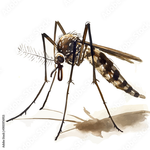 Mosquito Hawk, illustration watercolor artwork with subtle gradients and elegant contours, isolated on a white background.