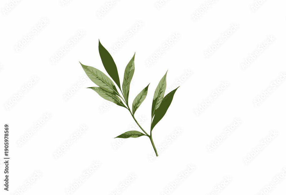 Obraz premium Close-up of a minimalistic green foliage with elongated leaves and delicate veins on a white background, capturing botanical simplicity and natural elegance.