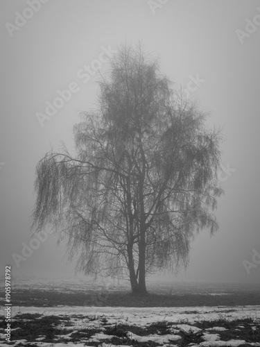 Lonely birch tree in a pasture. Cold, melting snow, end of winter. black and white photo.