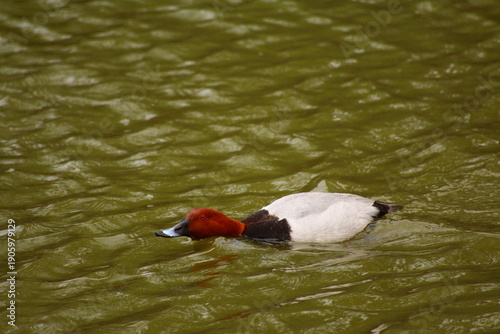 Canard Fuligule milouin mâle dans l'eau à Delta de l'Ebre en Espagne
