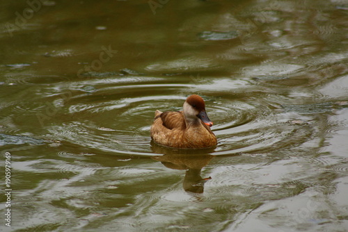 Canard espagnol Nette rousse femelle dans une mare à Delta de l'Ebre en Espagne
