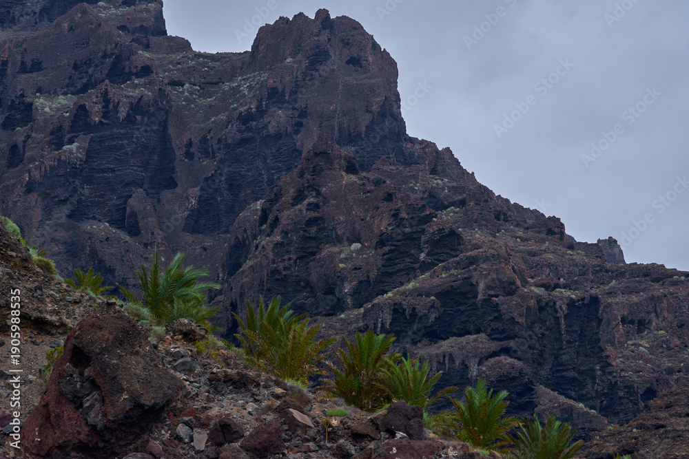 Fototapeta premium Palm vegetation below Masca cliffs