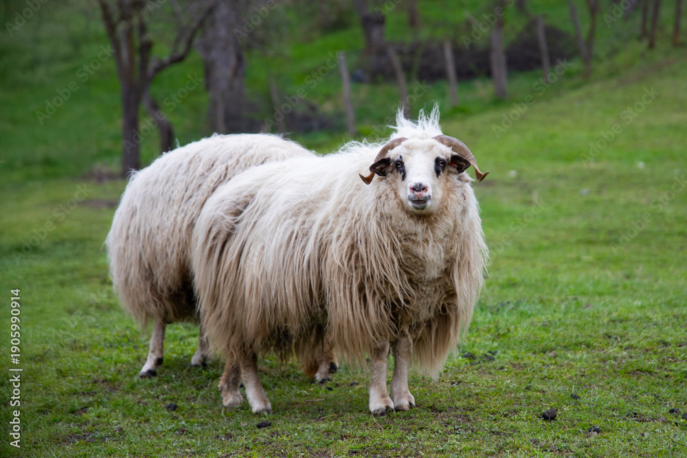 Fototapeta premium Sheeps grazing in the field on a sunny morning