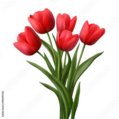 red tulips isolated on white