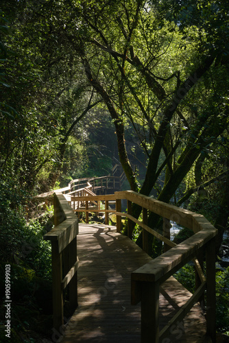 A Walk in A Forest