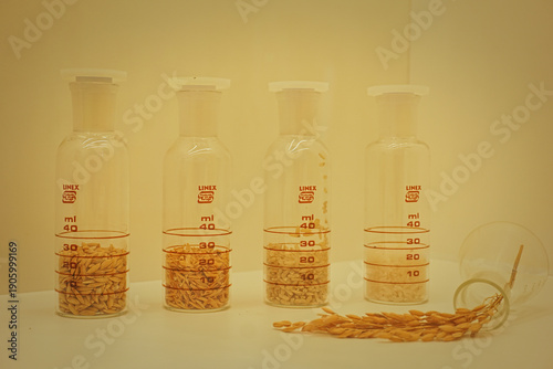 Rice Seed Process Detail Up Close