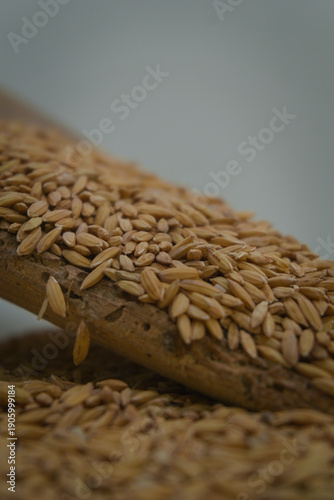 Rice Seed Detail Up Close