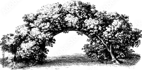 Vintage botanical architectural arch with semicircular design illustration for decorative prints