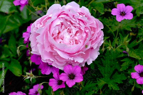 Konstfotografi Top view of a pink peony (Paeonia 'Sarah Bernhardt') with a green cricket