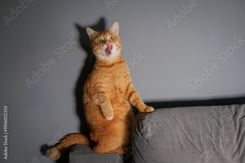 Cuadro en lienzo An adult male ginger tabby cat with green eyes standing on a grey couch, licking his lips toward the camera lens against a grey background