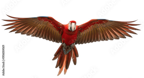 Red Macaw Parrot Flying with Fully Spread Wings Isolated on White Background – Vibrant Tropical Bird in Flight