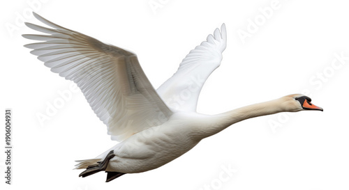 White Swan Flying with Outstretched Wings Isolated on White Background – Elegant Water Bird in Flight