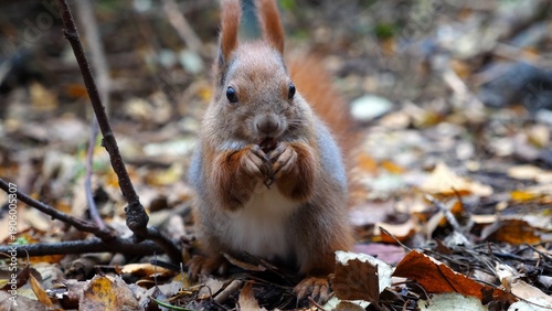 Fotografie Wild fluffy squirrel gnawing nuts at forest