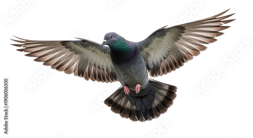 Realistic Flying Pigeon with Spread Wings Isolated on White Background – Detailed Bird in Mid Air