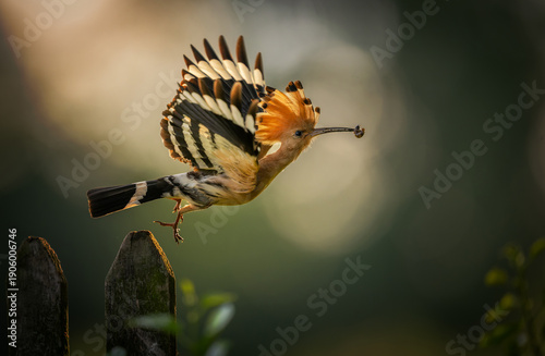 Eurasian hoopoe bird in early morning light ( Upupa epops )