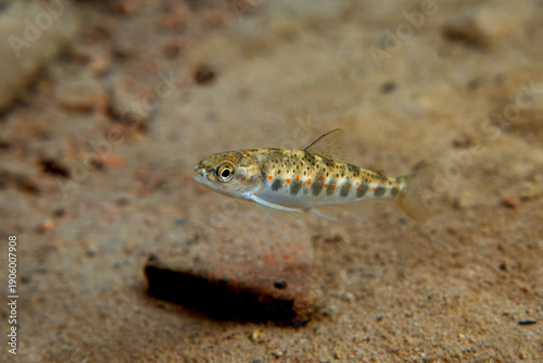 Schilderij op canvas A young salmon parr in the Bonaventure river in the Bay of chaleurs in Québec pr