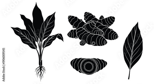 Detailed illustration of turmeric plant parts in black silhouette
