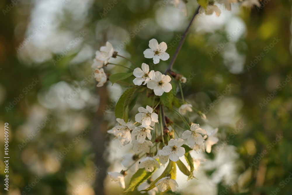 Fototapeta premium fiori di ciliegio in primavera