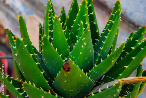 Close-up of a green Aloe Mitriformis succulent plant with sharp thorns.