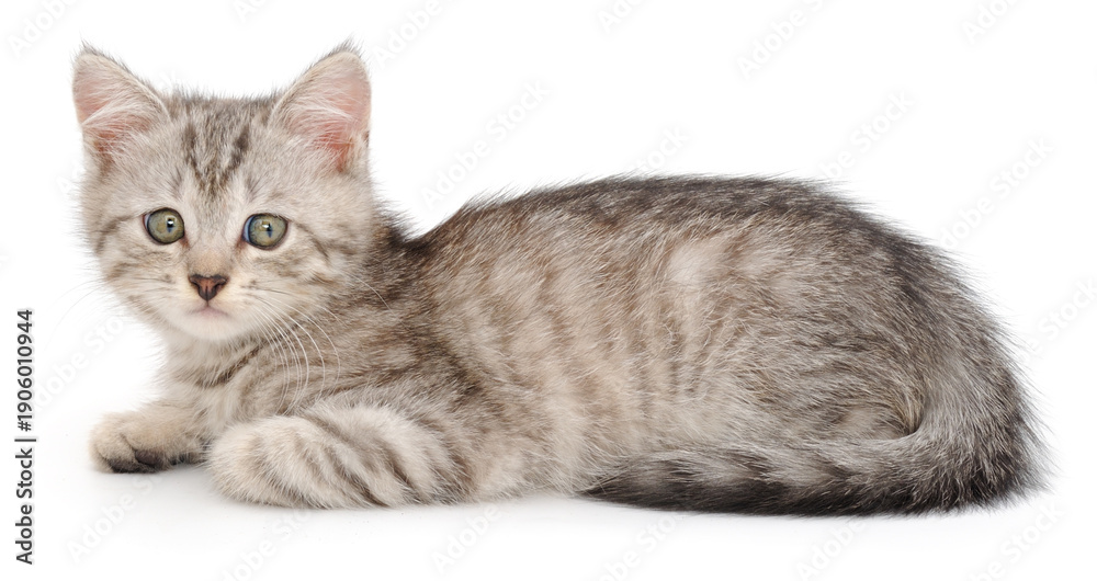 Fototapeta premium Little grey striped kitten lying on white background looking at camera