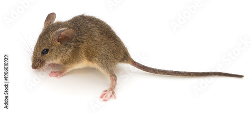 Small brown house mouse standing on white background looking to the left
