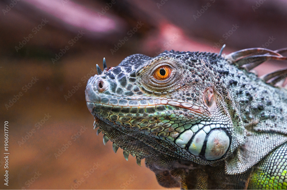 Fototapeta premium Zbliżenie na egzotyczną jaszczurkę iguanę w naturalnym środowisku, ukazujące szczegóły jej łusek, oczu i charakterystycznego grzebienia na grzbiecie.