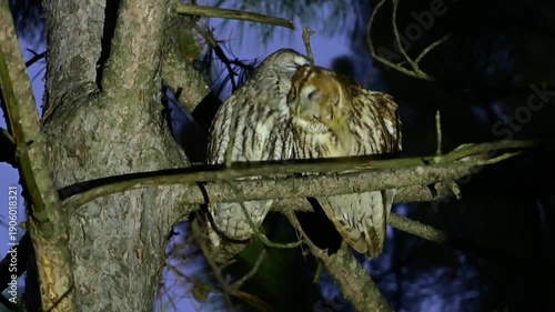 Two tawny owls Strix aluco rest on a tree branch at evening, gently preening each other in their natural habitat. Slow motion. Close up.