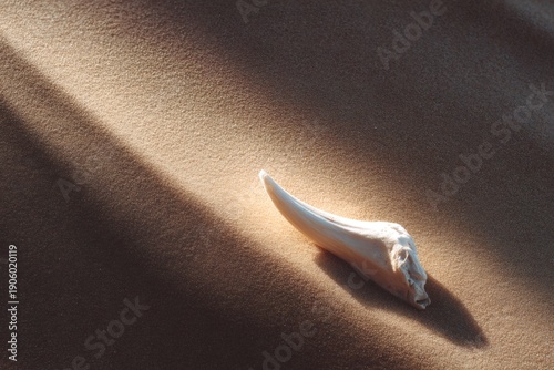natural still life, white bleached bone fragment rests on golden sand, casting subtle shadows with wide empty space moody yet bright composition