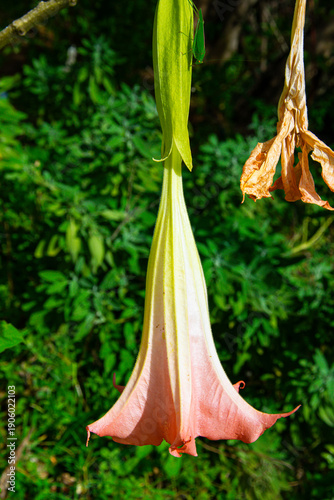 Beautiful pink Angel's Trumpet flower hanging in a lush green garden.