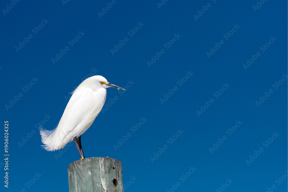 Obraz premium Snowy Egret (Egretta thula) standing on a piling under a clear blue sky on a sunny afternoon.