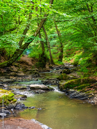 forest river in summer. water and rock in ravine. green stream flowing near lush trees through natural landscape of europe. scene in woodland of ukraine