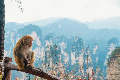 Tableau sur toile Wild macaque sitting on wooden railing overlooking misty sandstone pillars, forested mountains and deep valley landscape