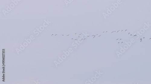 Flock of Wild Birds Flying Across Sky, Wildlife Scene. Slow Motion.