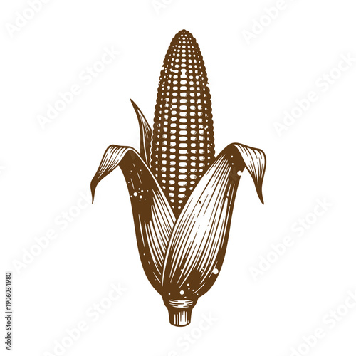 A brown illustration of an ear of corn with leaves  corn on the cob with husk and leaves Grunge Vintage Style