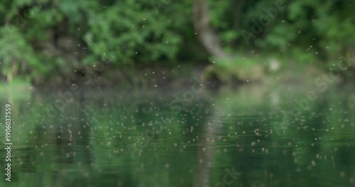 Close view of mosquito swarm hovering over calm river water surrounded by green forest. Insects breeding near freshwater surface, illustrating public health risk, virus transmission