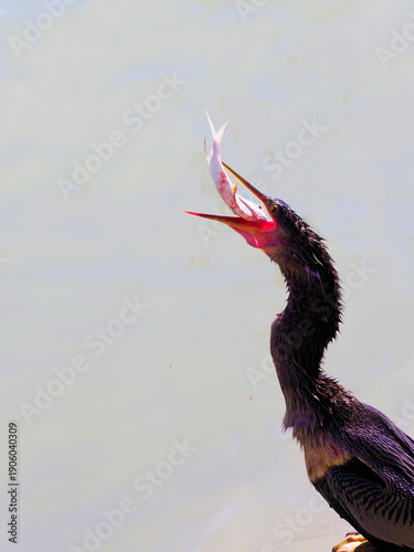 Anhinga bird (Anhinga anhinga) tossing a fish in the air preparing to eat it on the Gulf of Mexico.