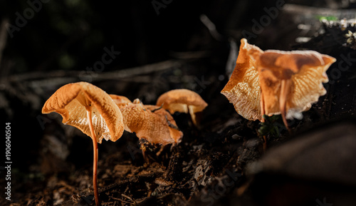 Canvas Print Grupo de hongos silvestres naranjas creciendo sobre madera en bosque oscuro