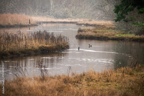 Φωτογραφία Ducks swimming on a slough looking for a meal on a foggy morning