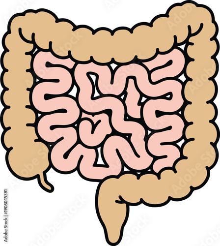 Anatomical human digestive system showing the large and small intestines, clean cartoon vector illustration