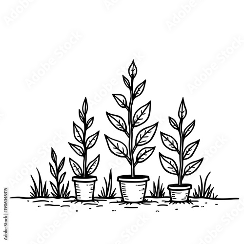 Potted plants growing in various heights with leaves and grass  