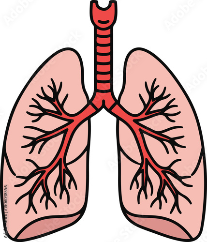 Anatomical human lungs with internal bronchial tree and trachea, clean medical vector illustration