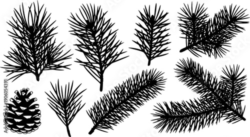Detailed botanical illustration of various pine branches and a pinecone
