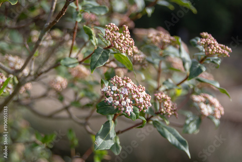 Viburnum tinus flower buds close-up. Laurustinus bloom. Laurustine or Laurestine evergreen shrub in the winter garden.