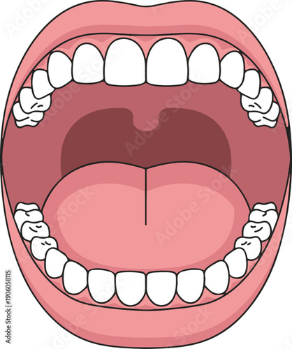 Open human mouth with white teeth, anatomical vector illustration