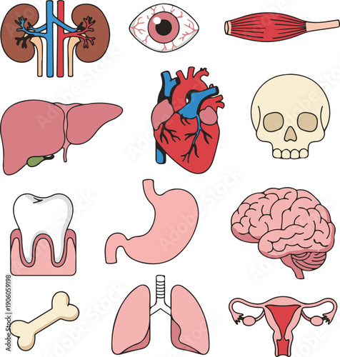 Collection of human internal organs and anatomical parts, educational flat-style vector illustration