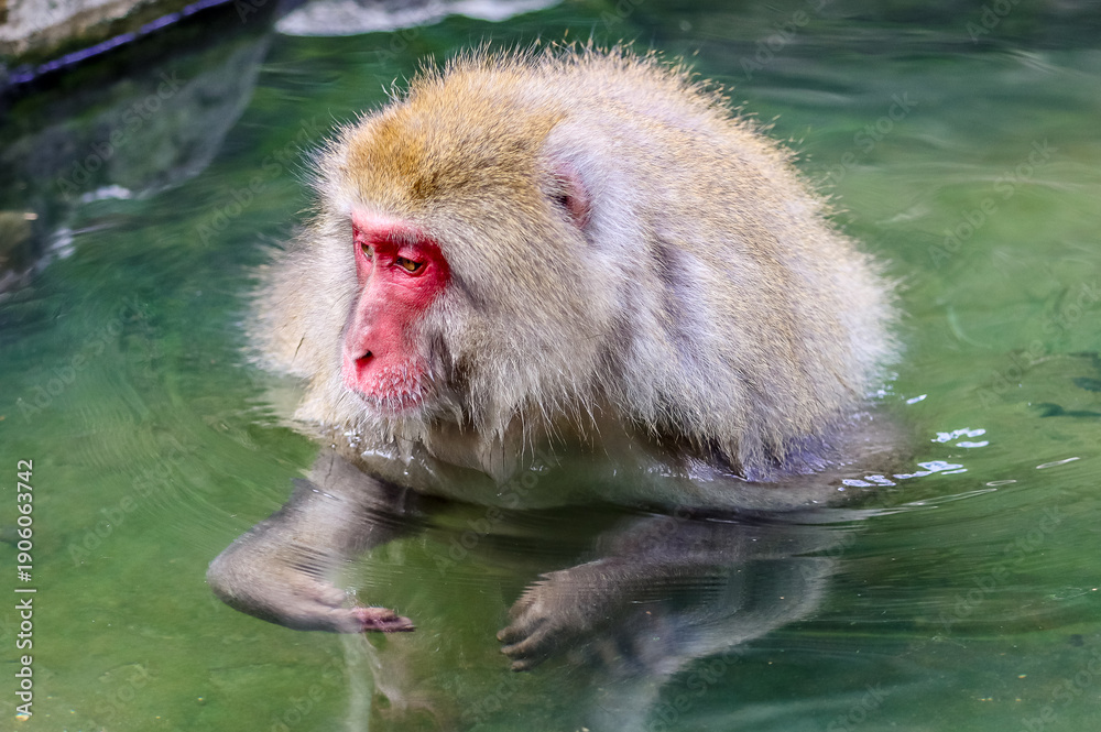 Obraz premium Jikokudani Snow Monkey Park in the japanese Highlands